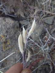 Astragalus obscurus