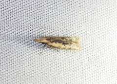 Dichomeris ochthophora