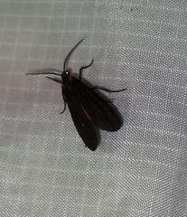 Lycomorpha splendens