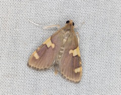 Rehimena surusalis