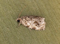 Phaecasiophora leechi