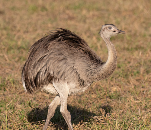 Greater Rhea, photo 10 of 10