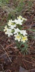 Lithospermum cobrense