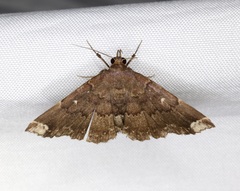 Adrapsa quadrilinealis