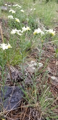Lithospermum cobrense