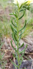 Lithospermum cobrense