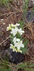 Lithospermum cobrense