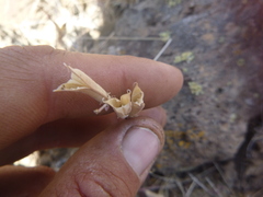Astragalus obscurus