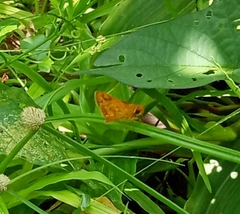 Taractrocera luzonensis