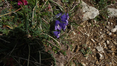 Campanula orbelica