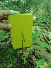 Botrychium angustisegmentum