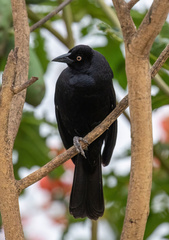 Giant Cowbird photo 2