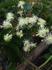 Clematis haenkeana