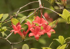 Rhododendron prunifolium