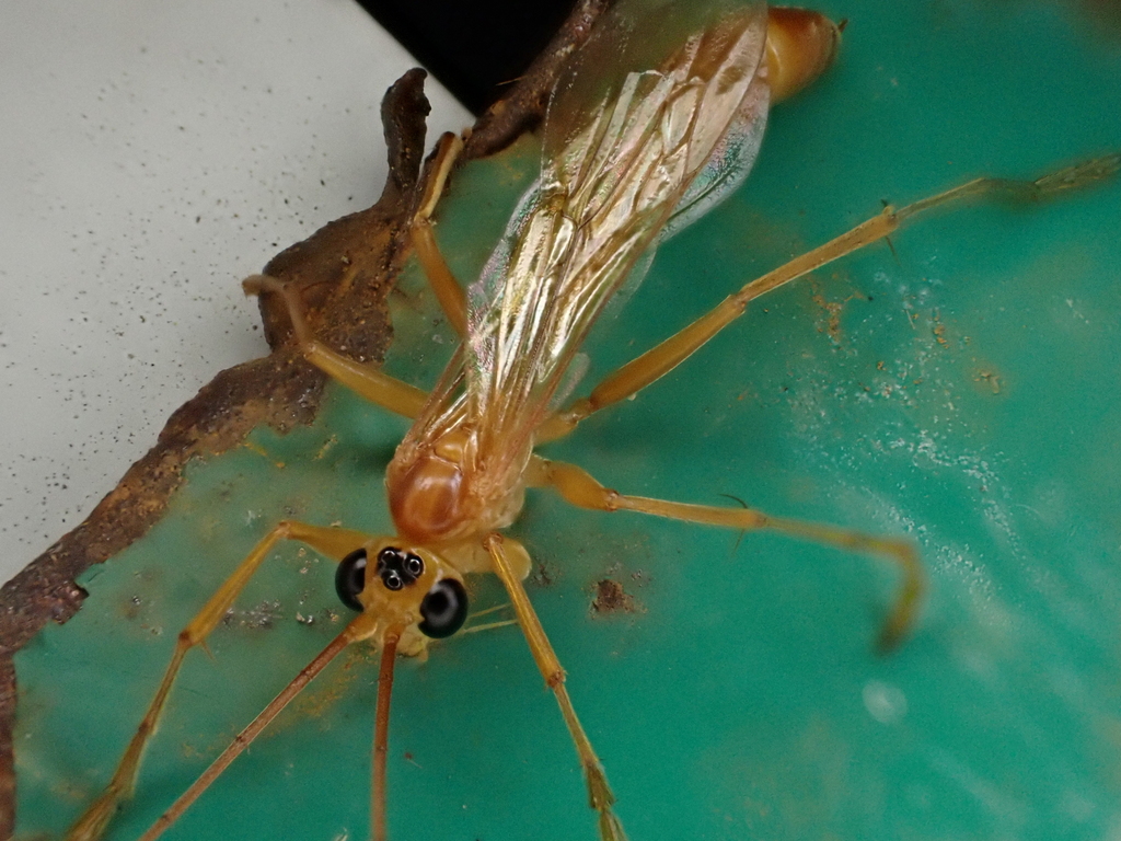Rhopalosoma nearcticum