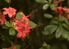 Rhododendron prunifolium