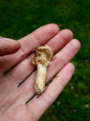 Suillus viscidus