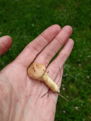 Suillus viscidus