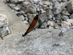 Calopteryx cornelia
