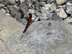 Calopteryx cornelia