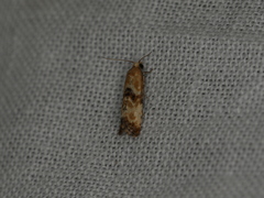 Phalonidia curvistrigana