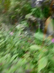 Impatiens glandulifera