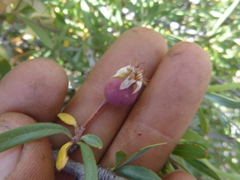 Peraphyllum ramosissimum