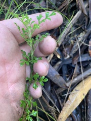 Xanthosia stellata