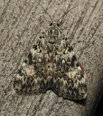 Catocala lineella