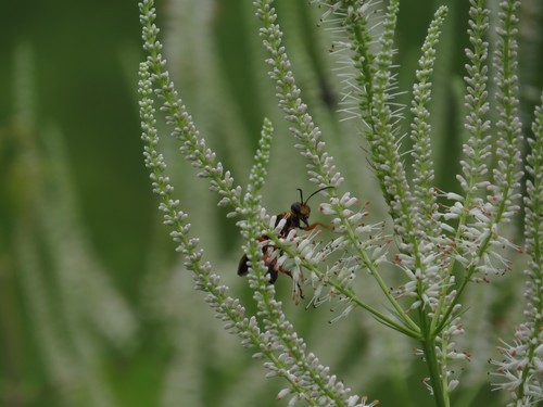 Veronicastrum virginicum
