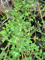 Xanthosia stellata