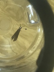 Mystacides sepulchralis