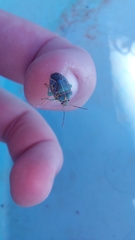 Antestiopsis cederwaldi