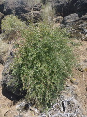 Peraphyllum ramosissimum