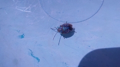 Antestiopsis cederwaldi