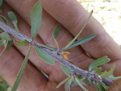 Peraphyllum ramosissimum