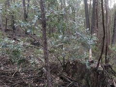 Eucalyptus globulus maidenii