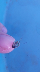 Antestiopsis cederwaldi