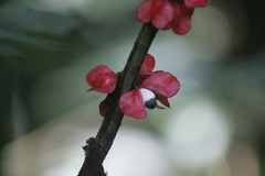 Paullinia