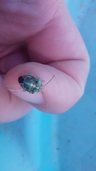 Antestiopsis cederwaldi