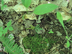 Botrychium angustisegmentum