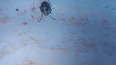 Antestiopsis cederwaldi