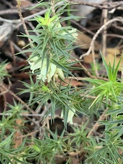 Melichrus urceolatus