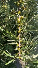 Hippophae sinensis