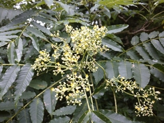 Zanthoxylum ailanthoides