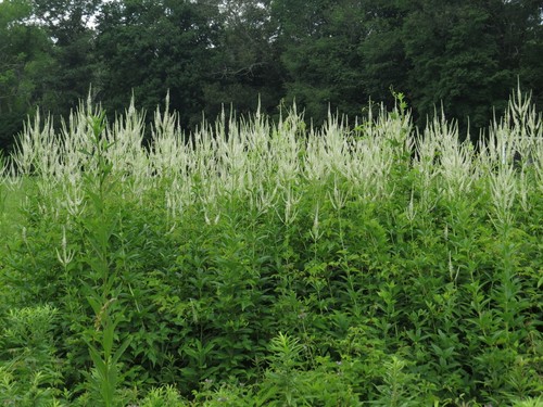 Veronicastrum virginicum