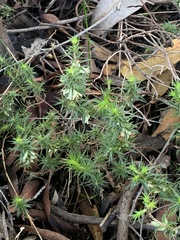 Melichrus urceolatus