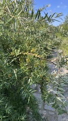 Hippophae sinensis
