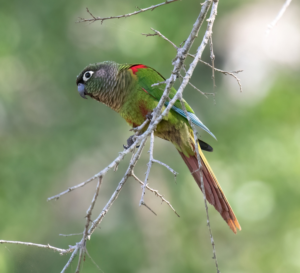 Blaze-winged Parakeet photo