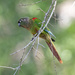 Blaze-winged Parakeet - Photo (c) Robin Gwen Agarwal, some rights reserved (CC BY-NC), uploaded by Robin Gwen Agarwal
